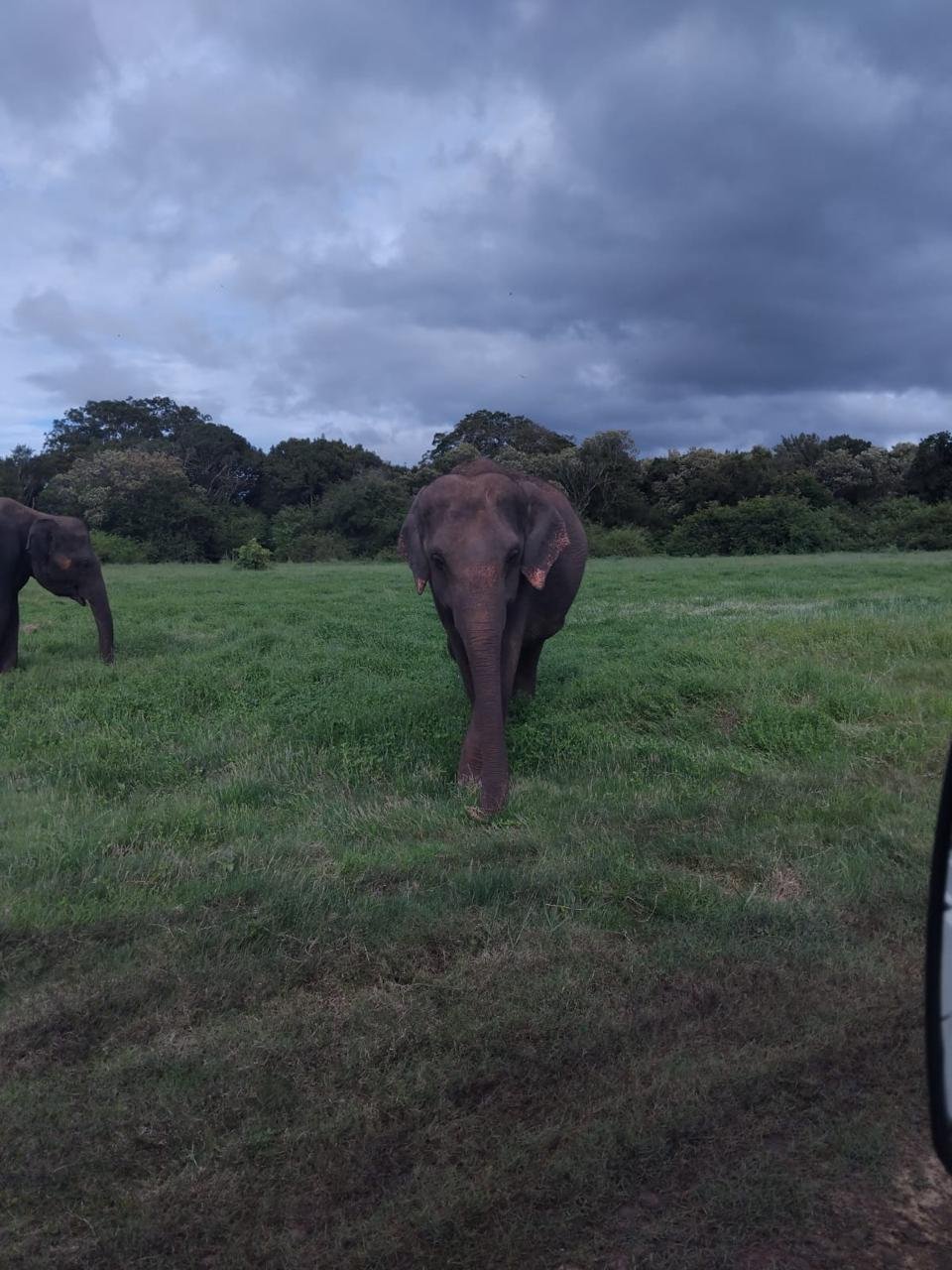 Elephant Family Safari
